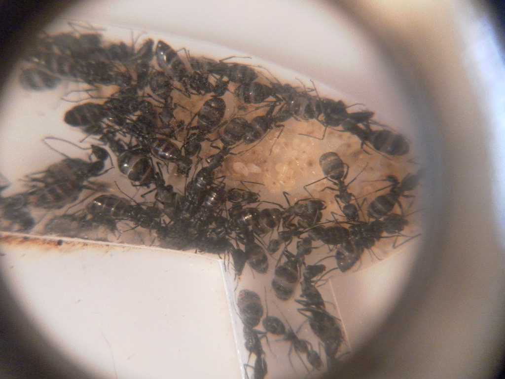 Camponatus darlatan hiber2