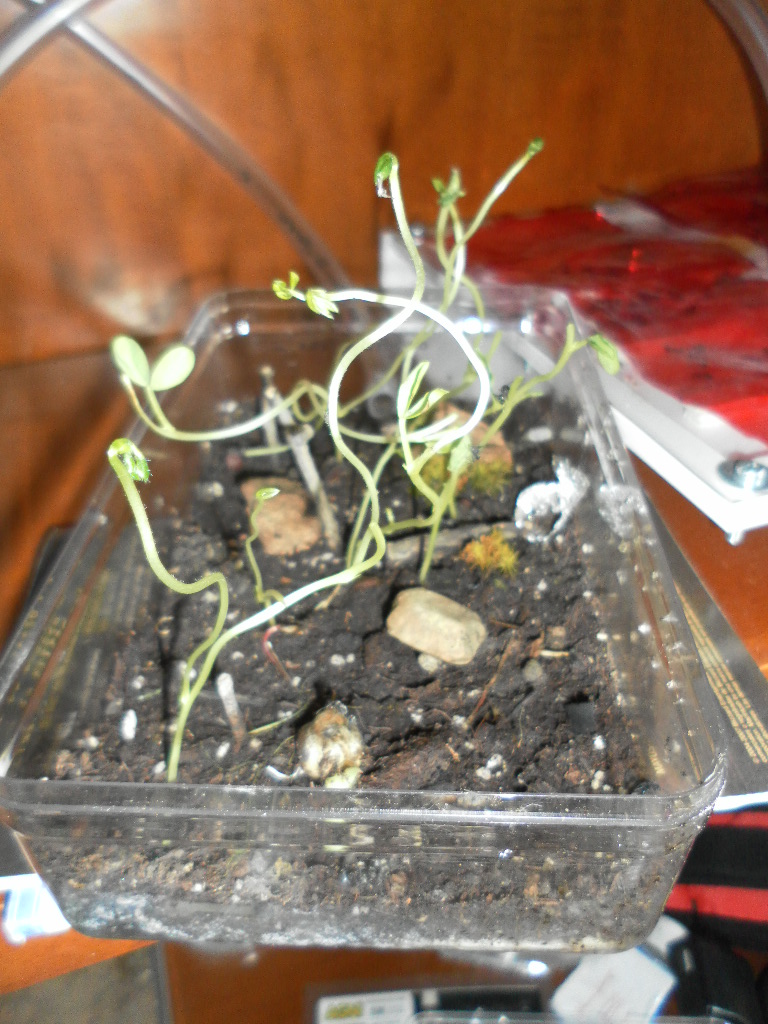 camponatus 3/5