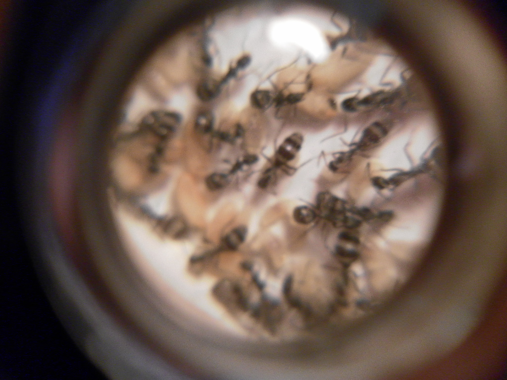 camponatus 3/7