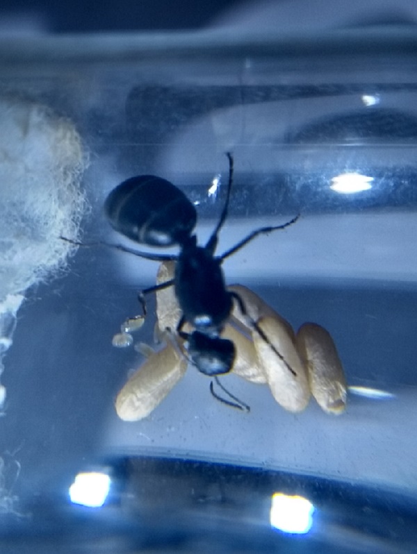 camponotus