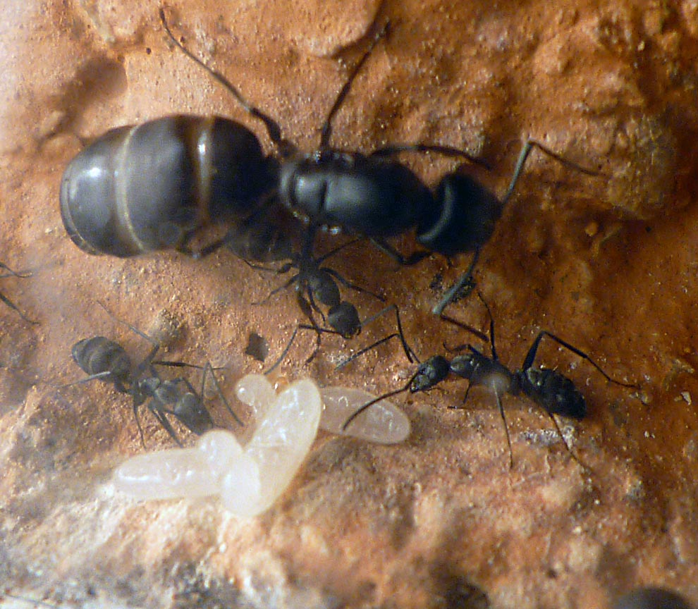 Mini_colonia_camponotus_micans