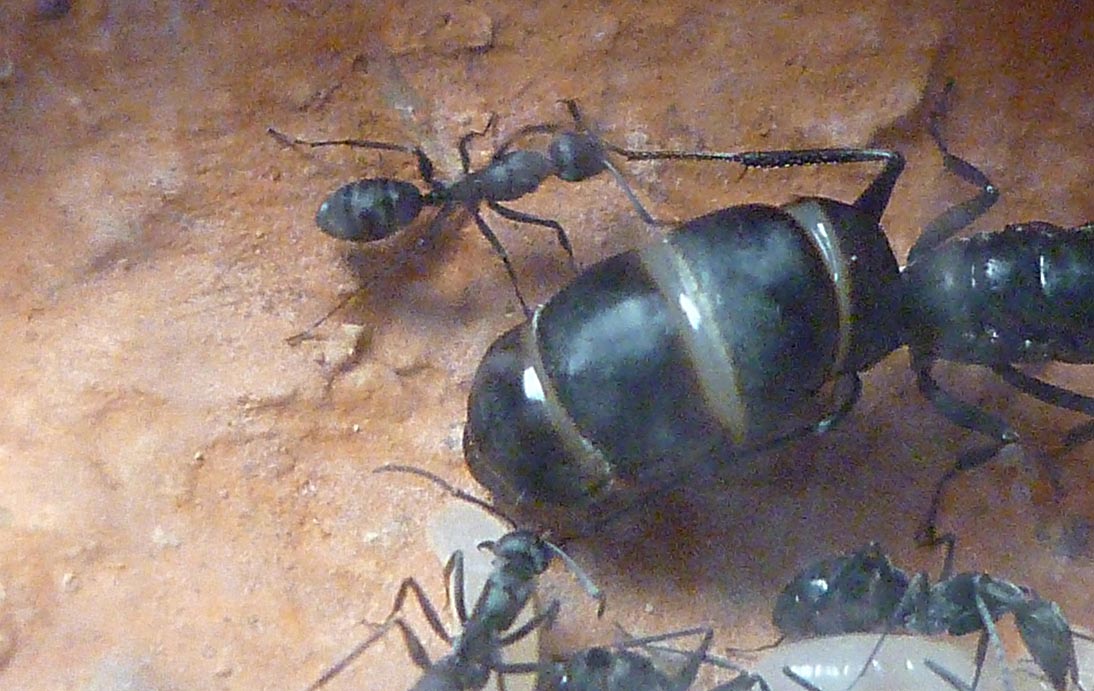 Mini_colonia_camponotus_micans
