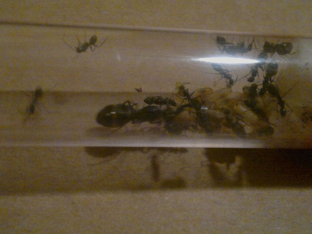 Camponotus micans
