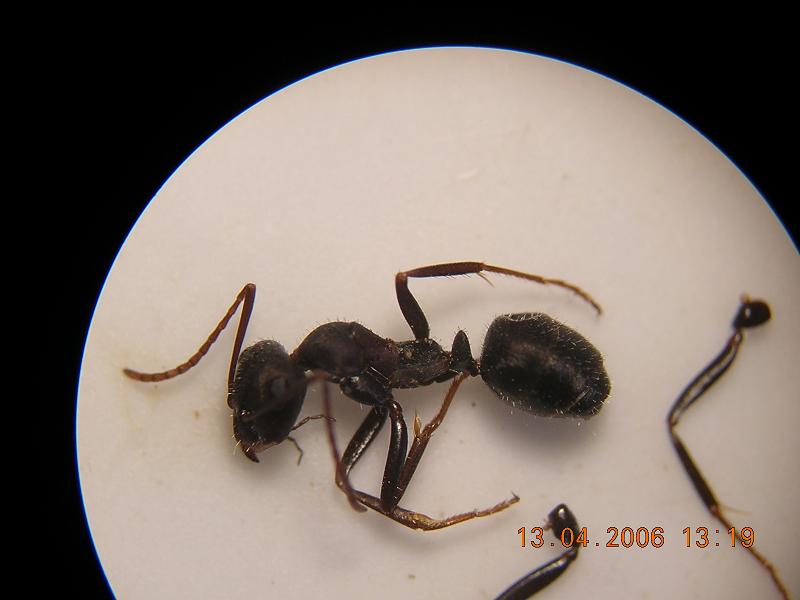 camponotus