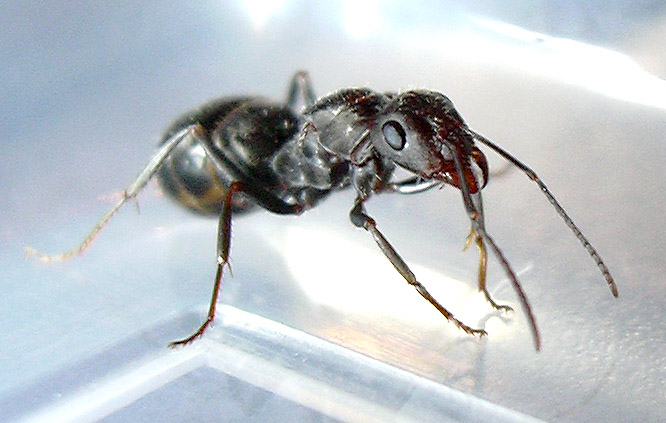 reina formica subrufa