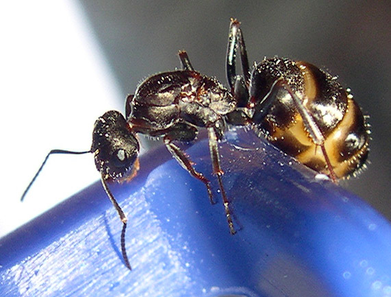 reina formica subrufa