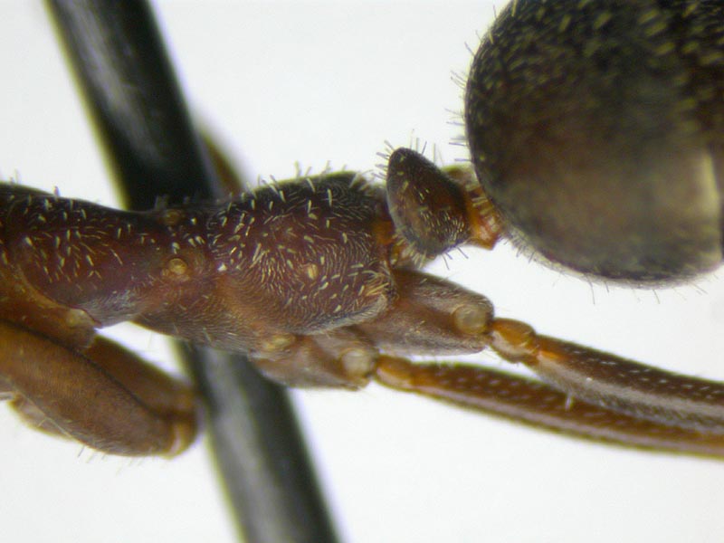 proformica o rossomyrmex?