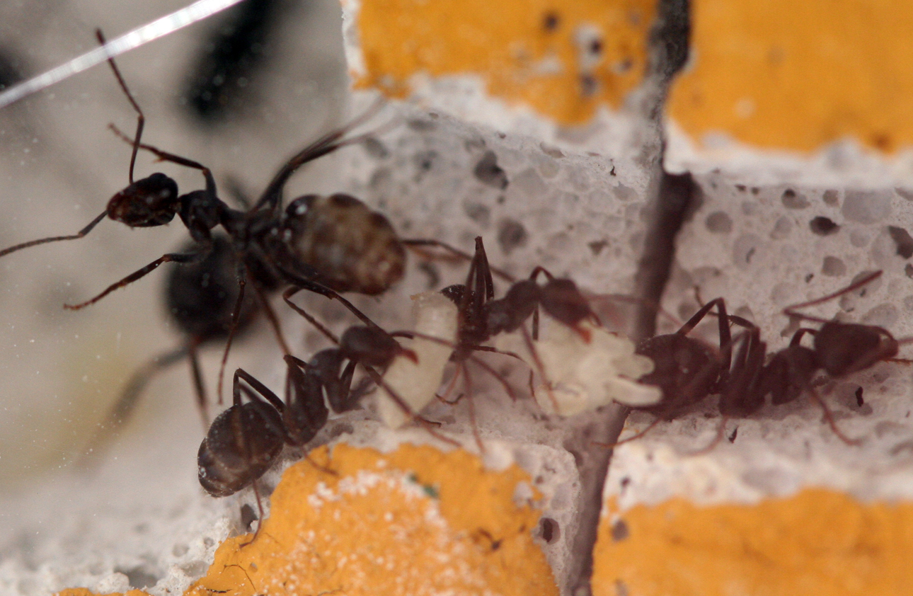 Formica Subrufa