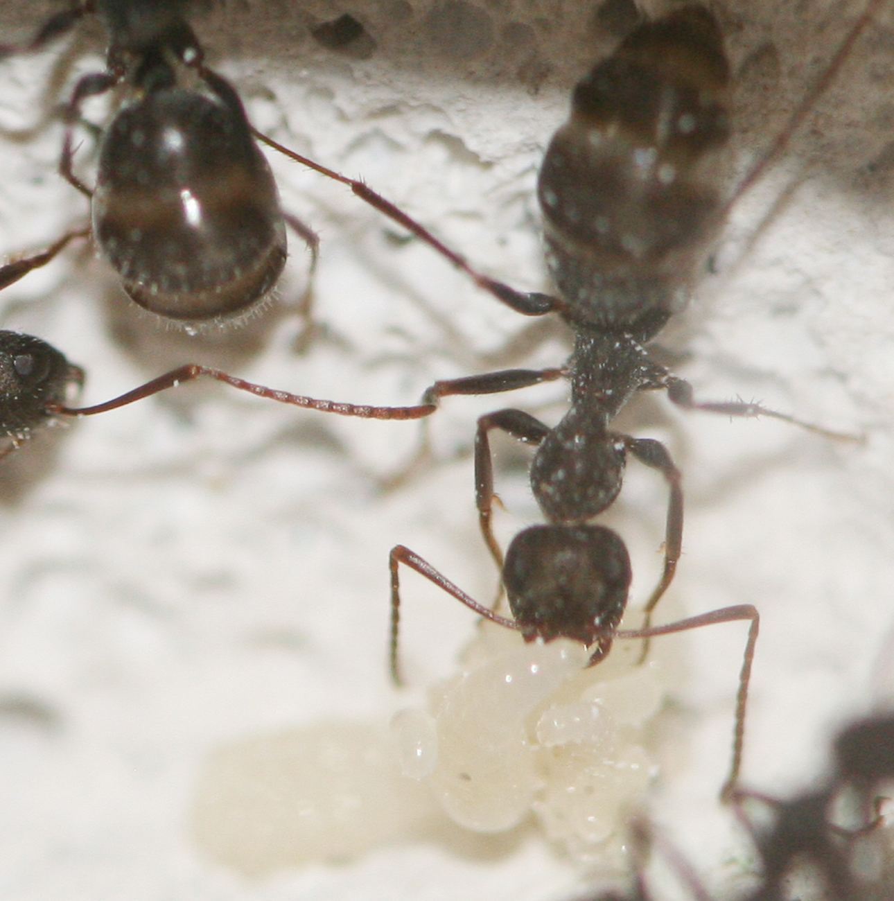 Formica Subrufa