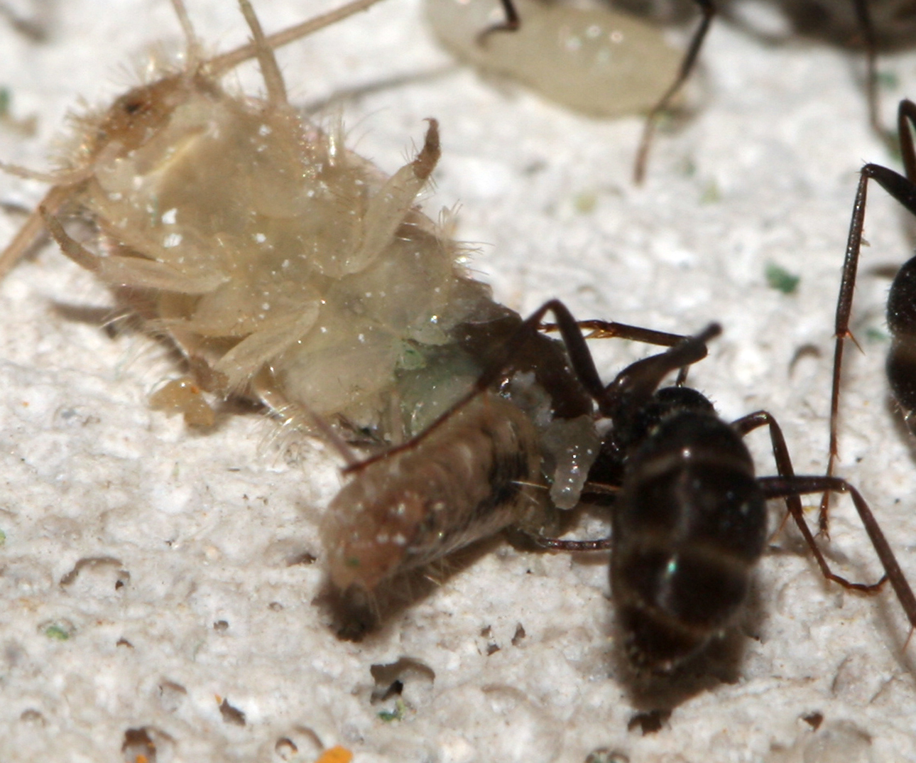 Formica Subrufa