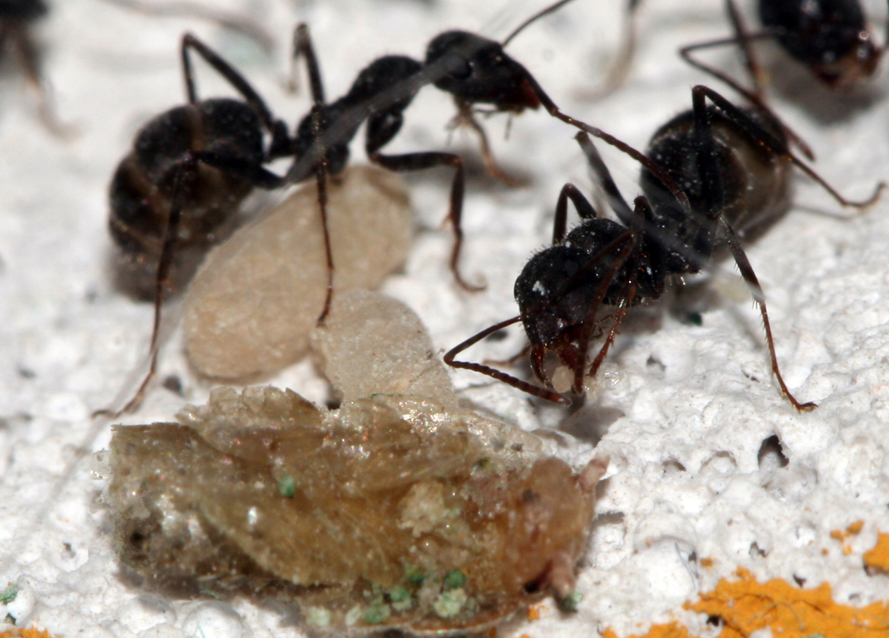 Formica Subrufa
