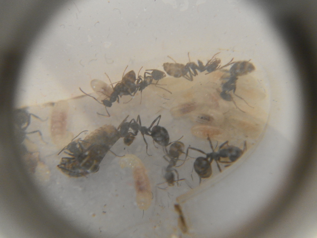 darlatan formica larvas