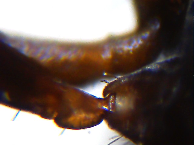 pata de formica con microscopio