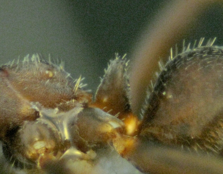 1.I. subrufa