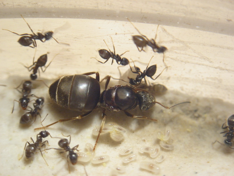 lasius niger alemania