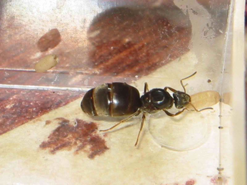 reina lasius niger de francia