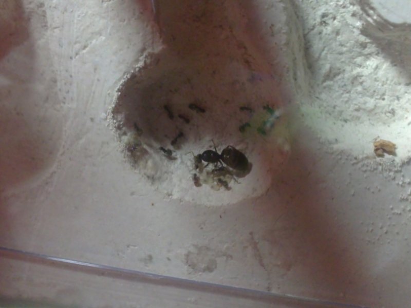 Hormiguero (diario: Mis Lasius Niger(frins)) alojadas