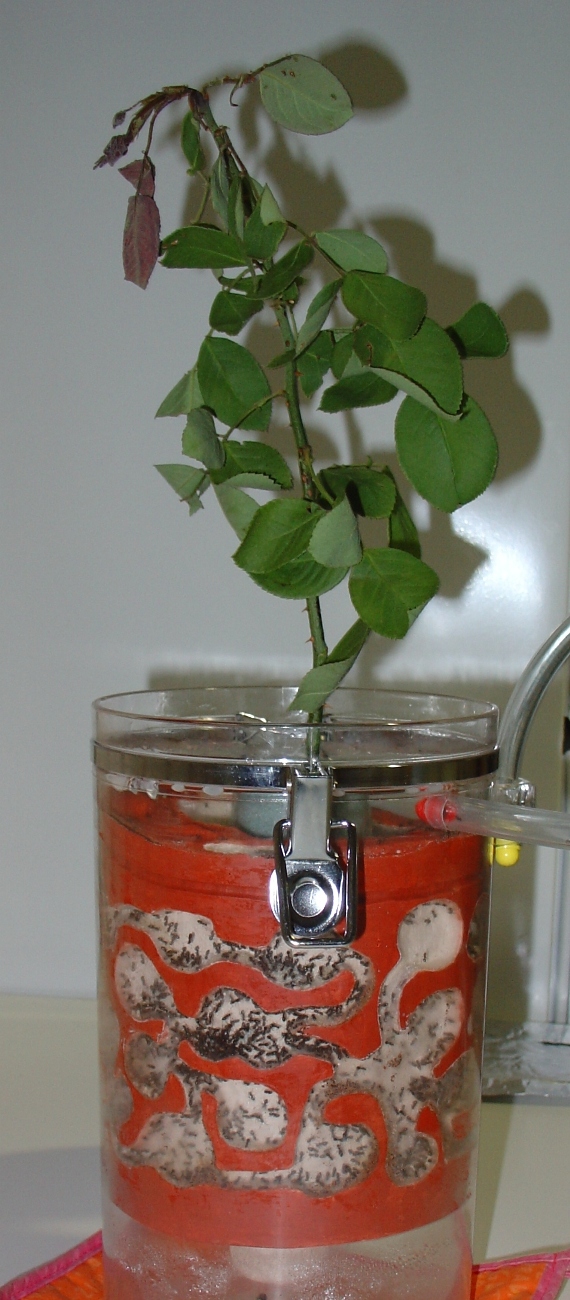 lasius con rosal y pulgones