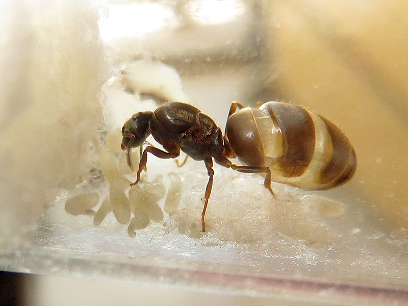 Reina Lasius niger con cr�as