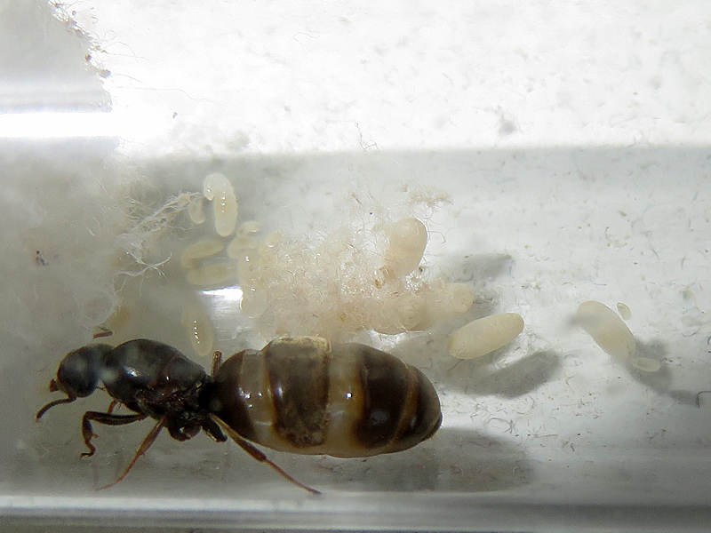 Reina Lasius niger con capullos