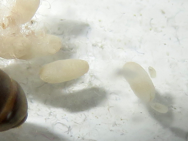 Capullos Lasius niger