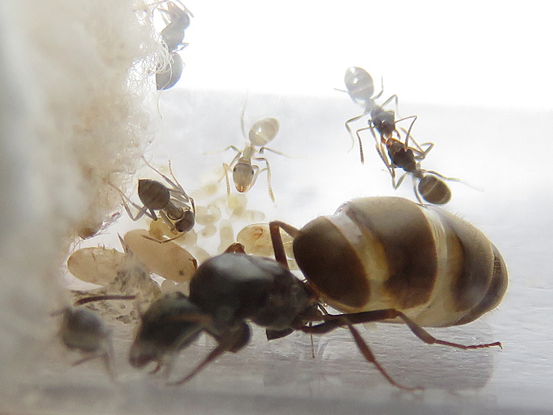 Mini colonia Lasius niger