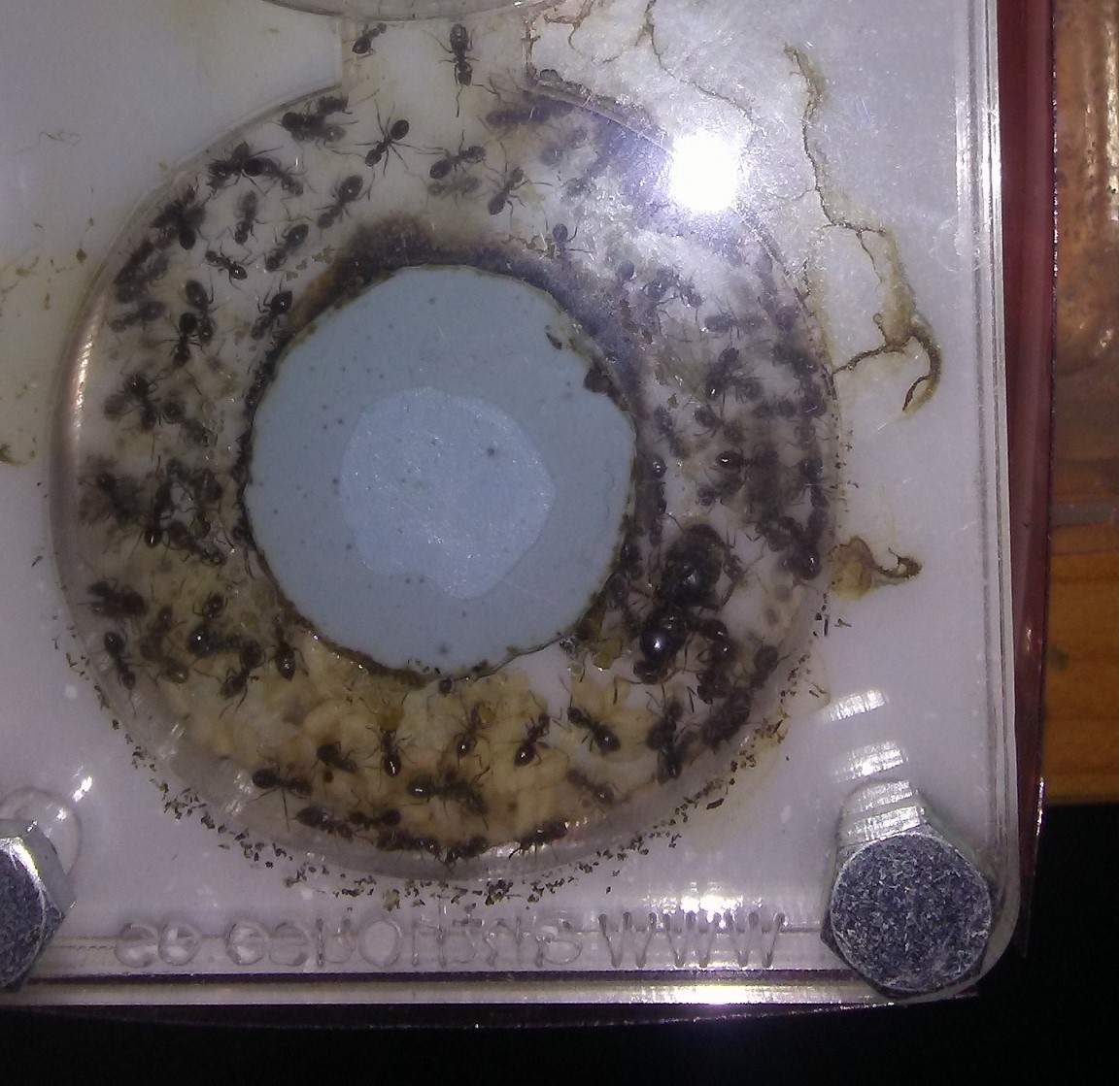 lasius nigger