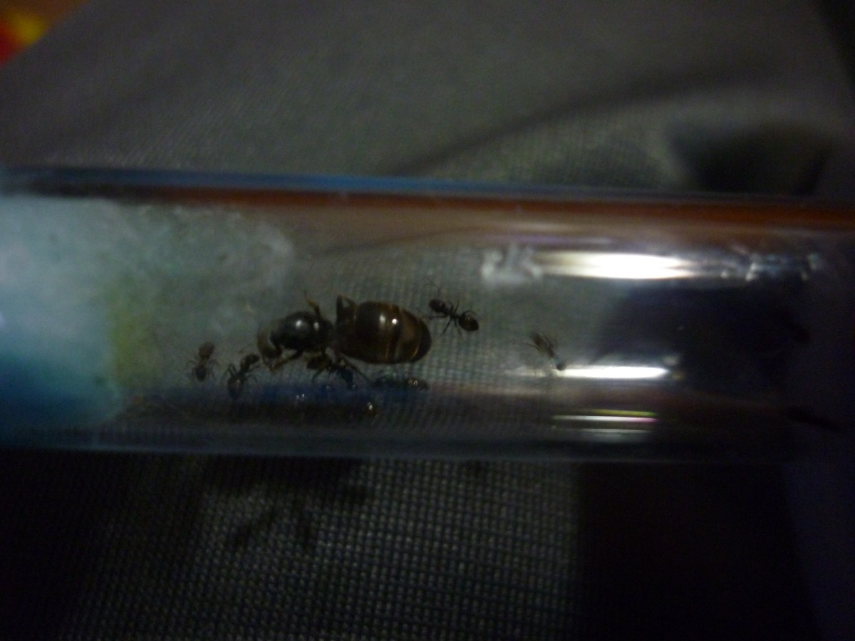 lasius