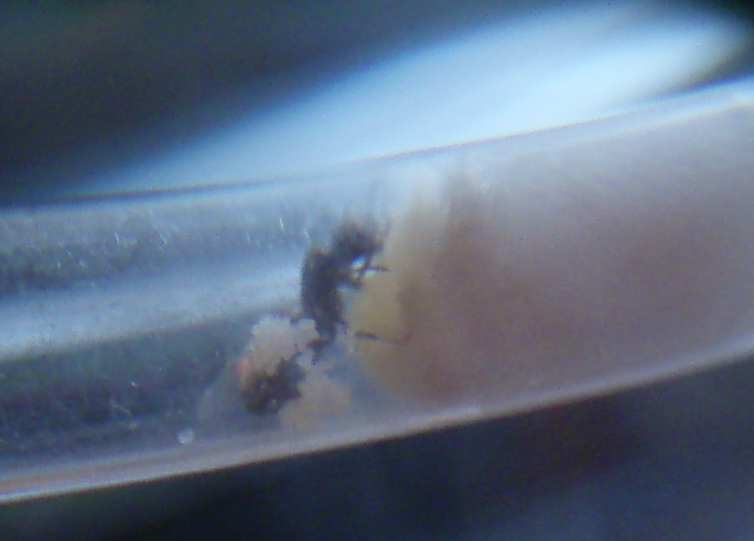 Lasius niger Senior2
