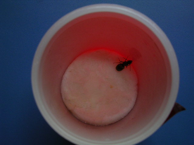 Lasius niger