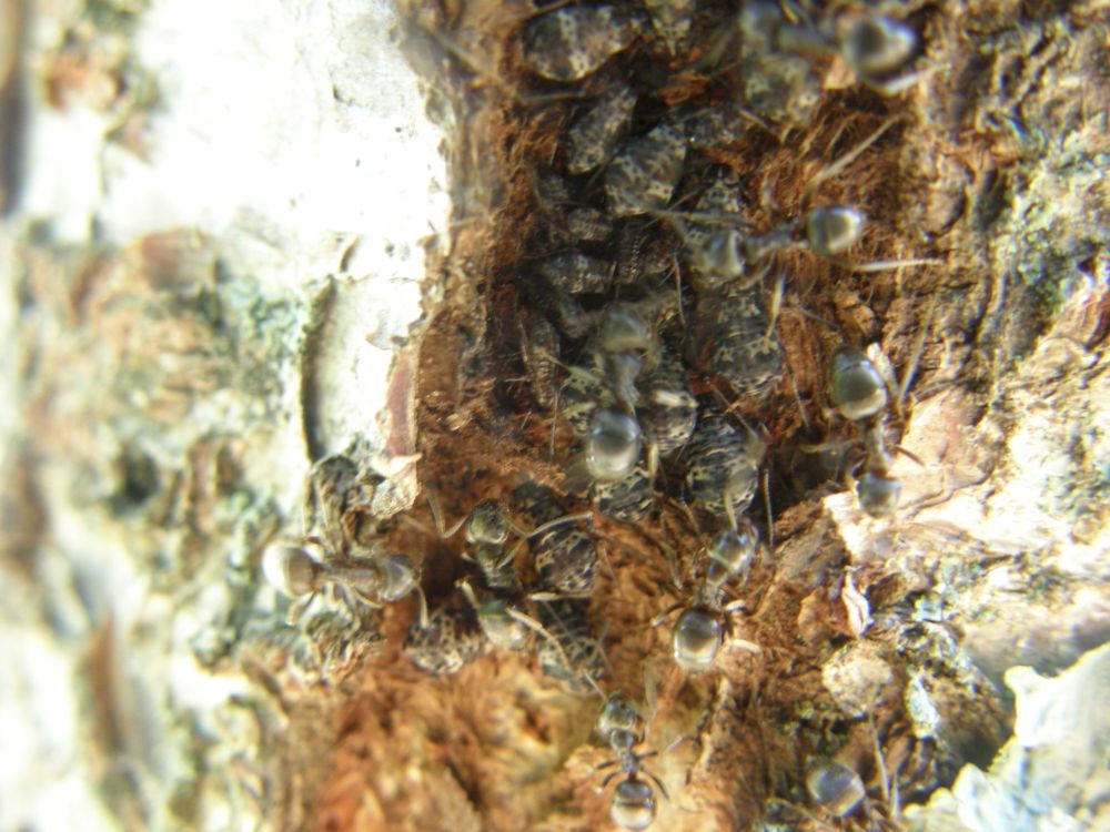 lasius orde?ando