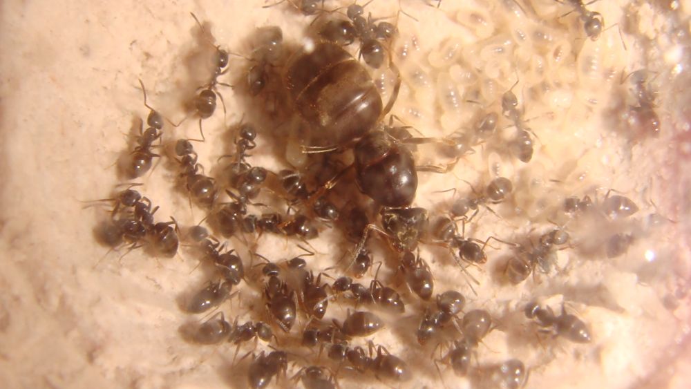 lasius niger