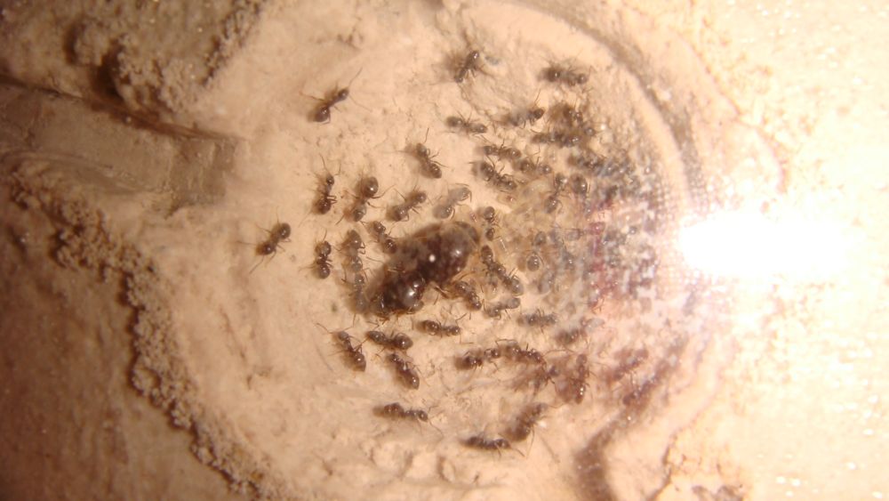 lasius niger