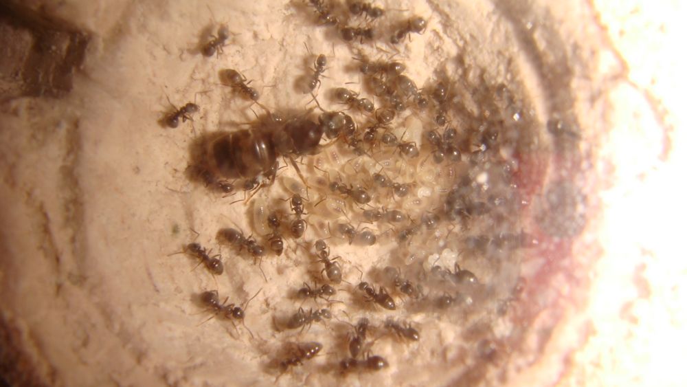 lasius niger