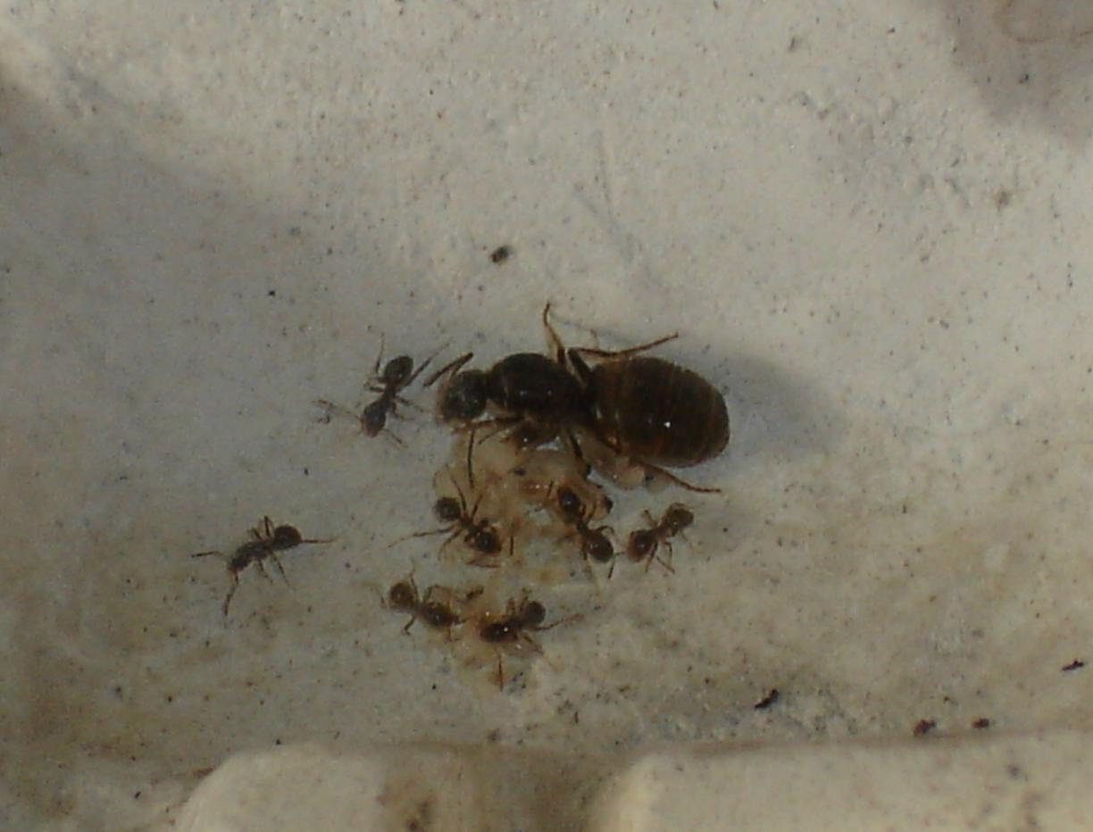 creo laius niger