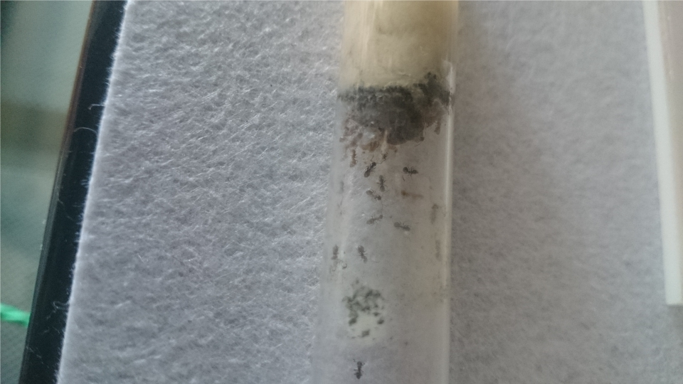 Lasius guarras