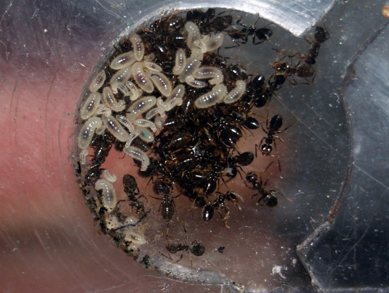 lasius 2