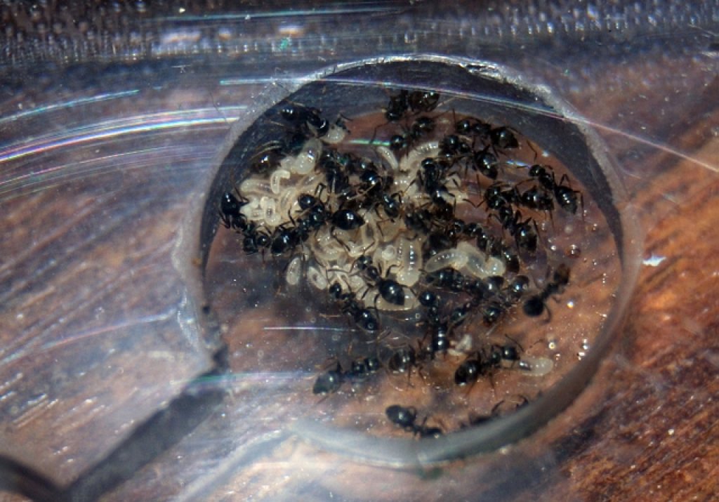 lasius