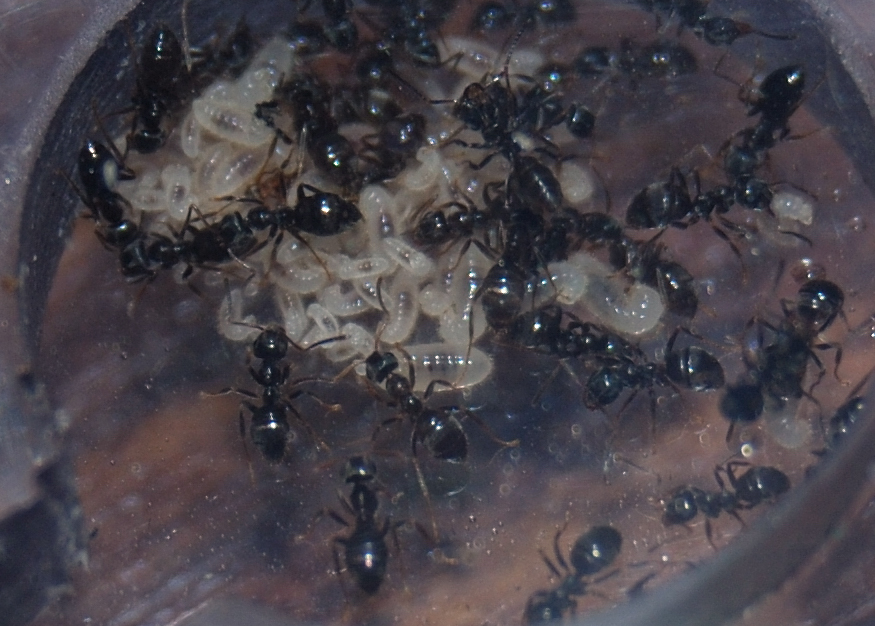 lasius 1