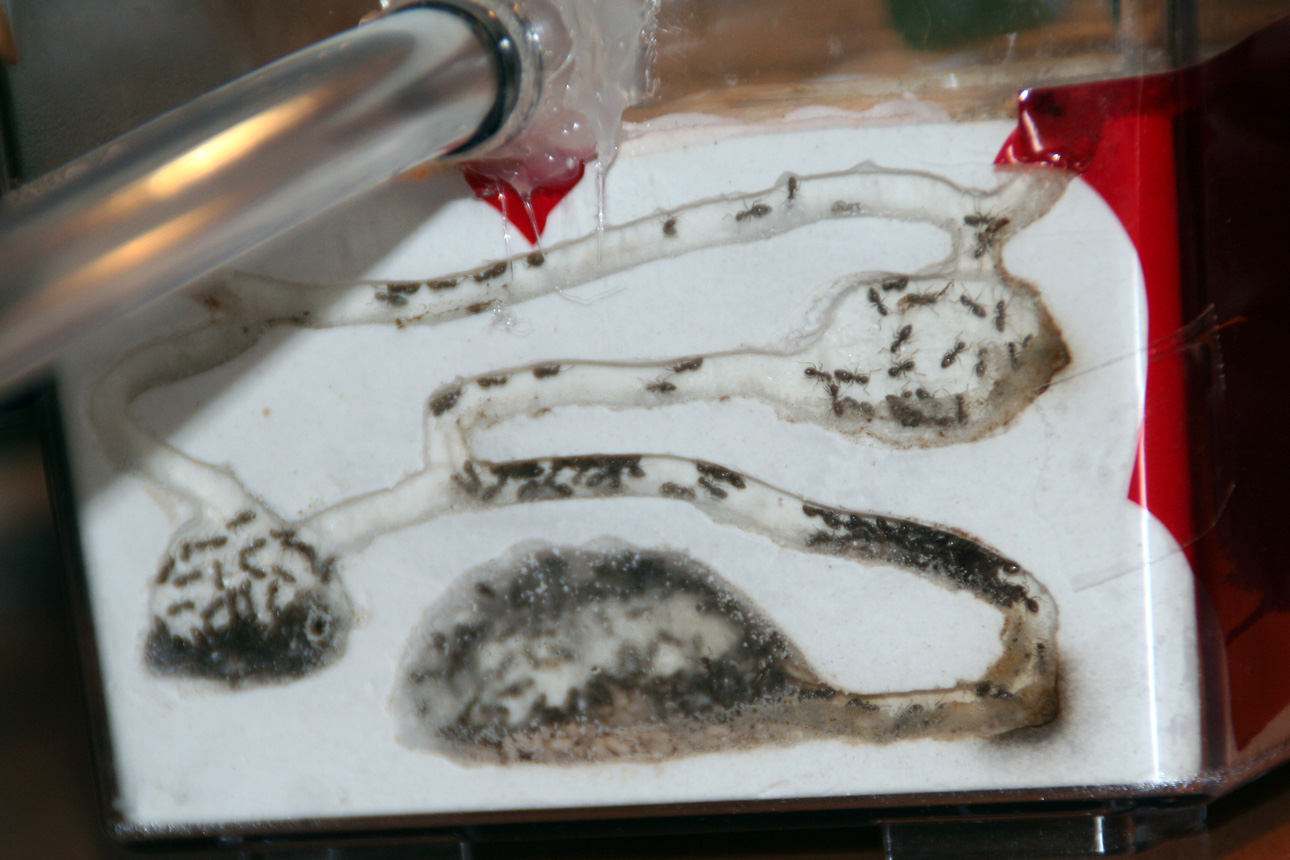 Galerias de Lasius repletas