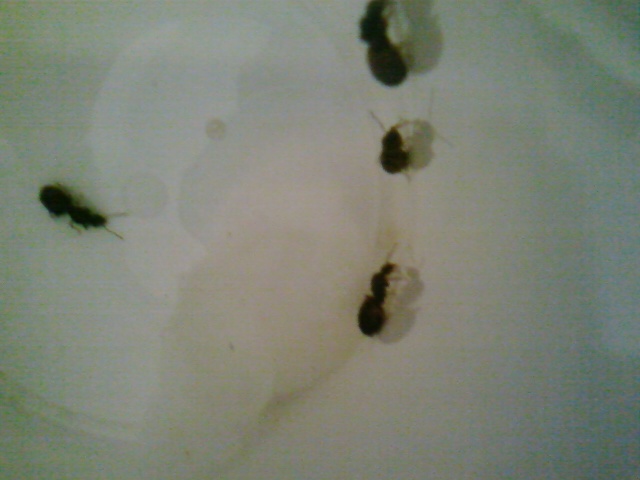 posilbes_lasius_2
