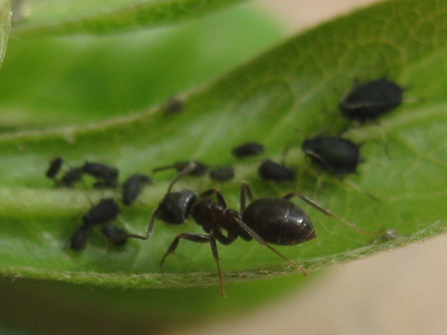 lasius con pulgones