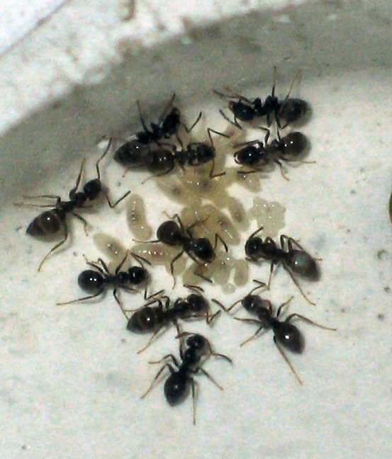 Lasius niger