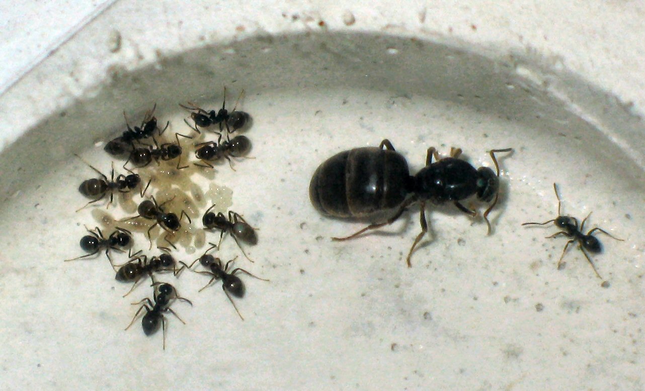 Lasius niger