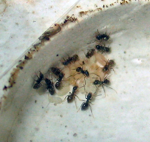 Lasius Niger
