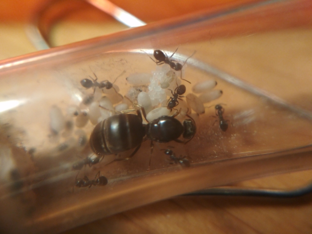 huevos, larvas y pupa