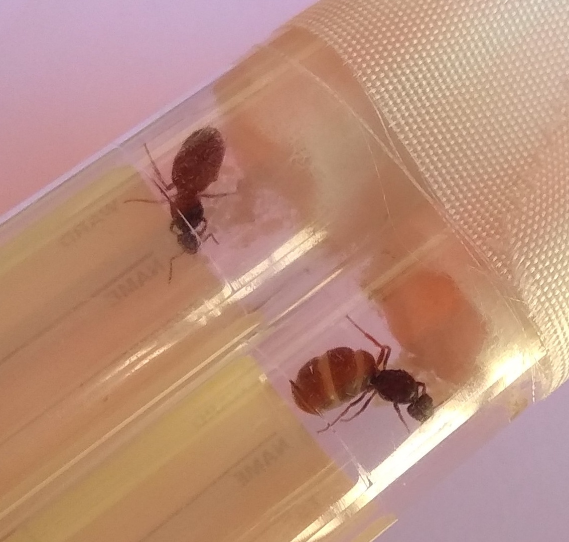 Lasius niger