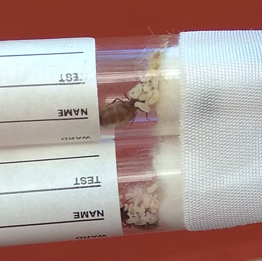 Lasius niger