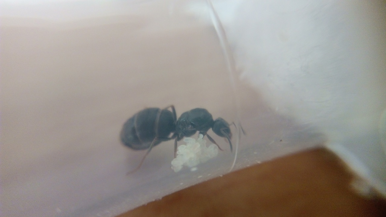 lasius-reina1