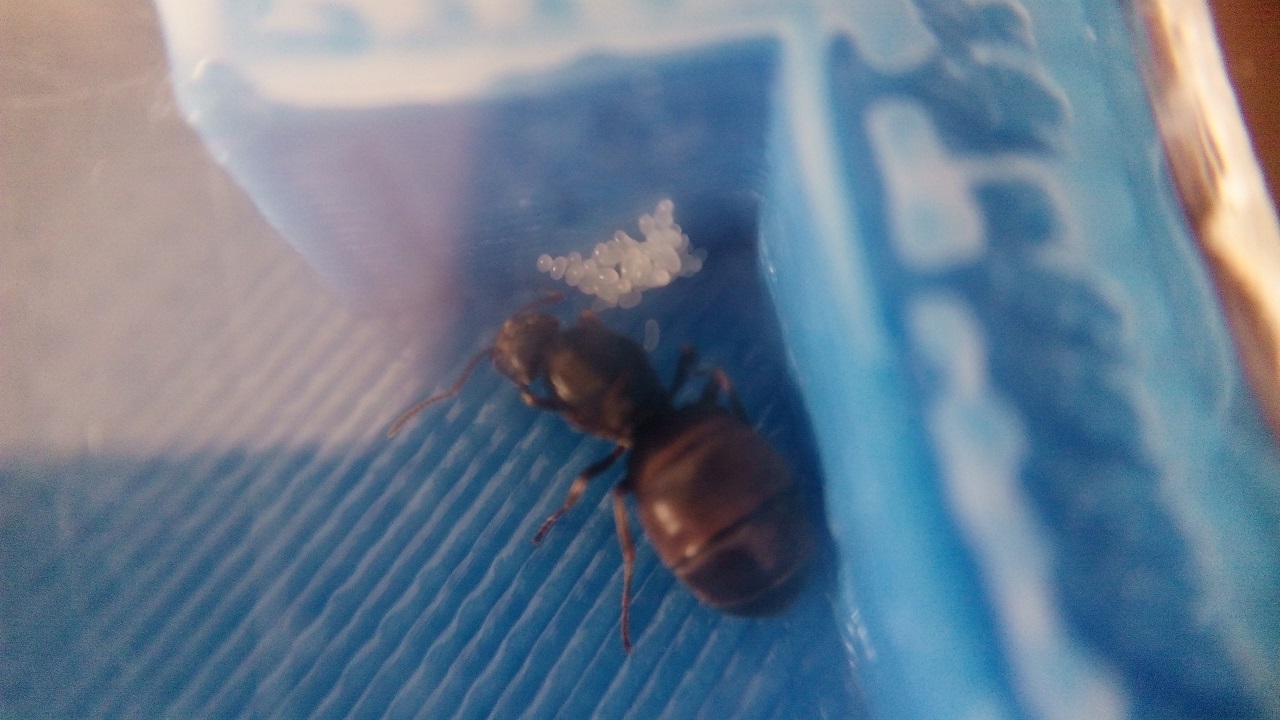 lasius-reina2